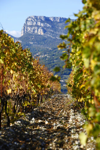 Vignes
